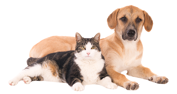 donate to help us care for dogs and cats