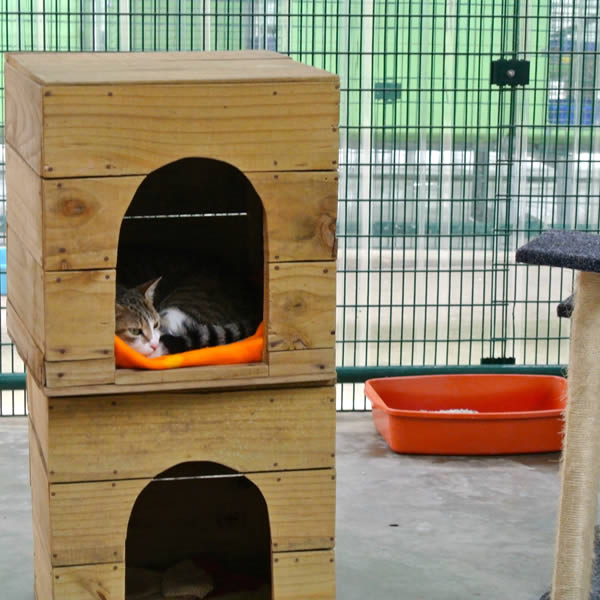 cattery2