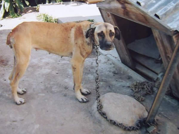 Chained dog