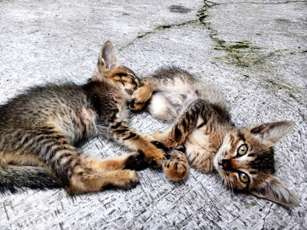 Feral kittens