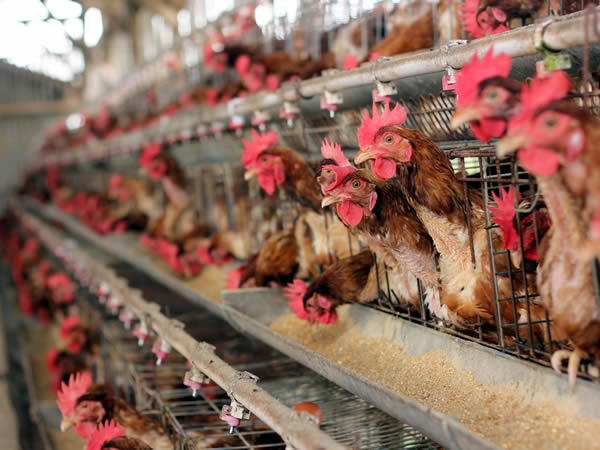 Poultry Farming