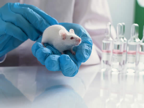 Laboratory mouse