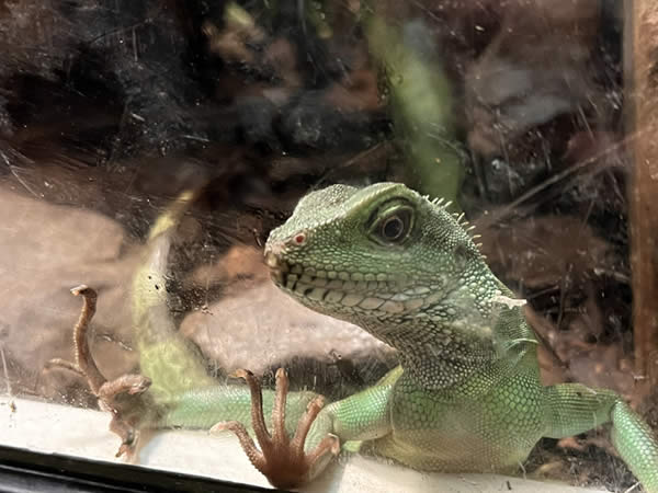 Pet Lizard