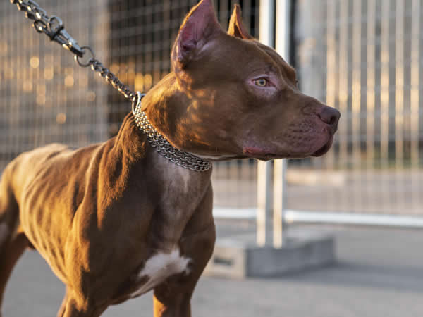 pitbull
