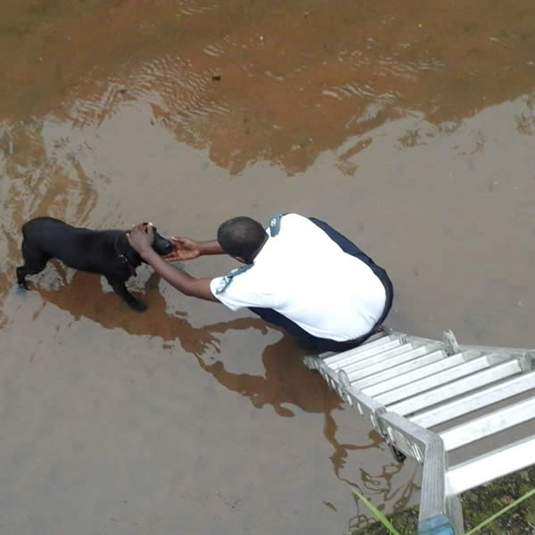 Inspector rescuing dog