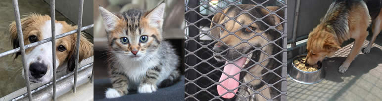 rescued animals