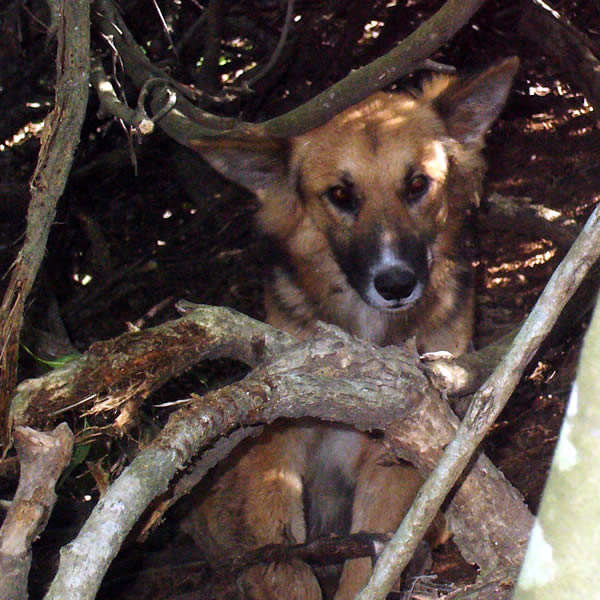 dog caught in snare