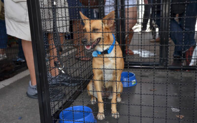 Why your application to adopt an animal from us might be turned down – and why it’s okay