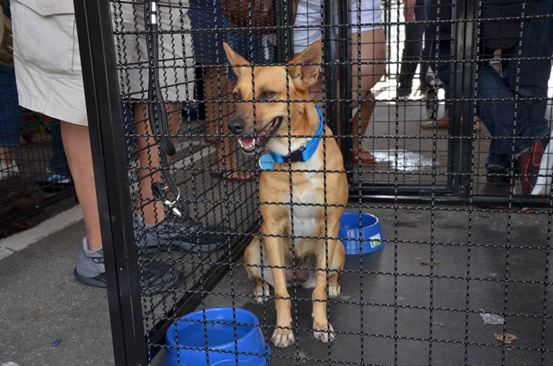 Why your application to adopt an animal from us might be turned down – and why it’s okay