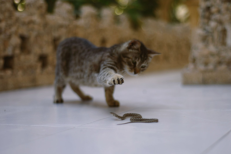 cat playing with snake