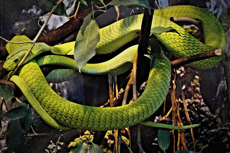 snake close up