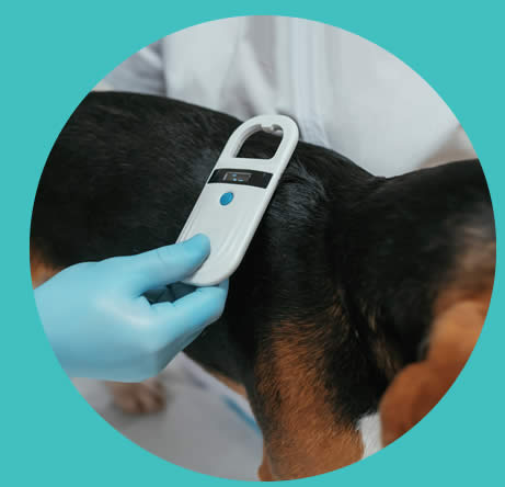scanning for microchip