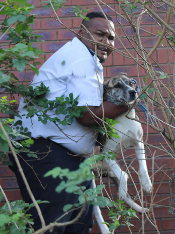 Inspector rescuing dog