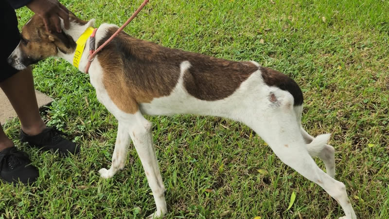 Starved dog