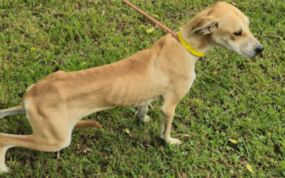 Starving dogs rescued from foster home