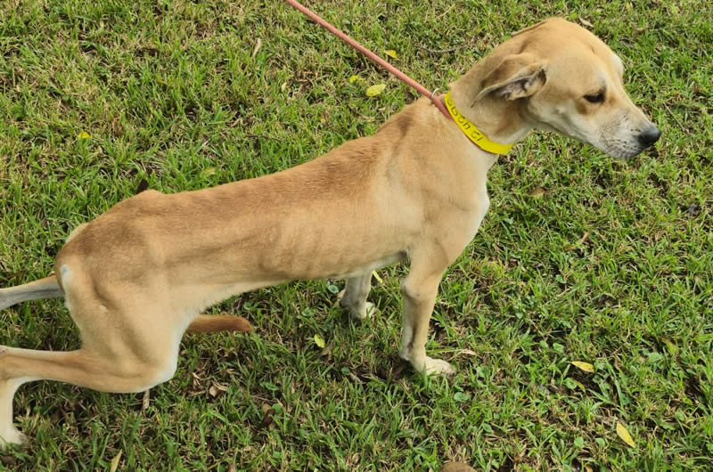 Starved dog