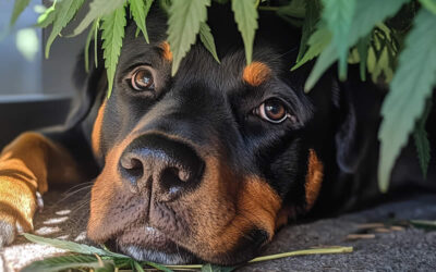 Has your dog or cat eaten cannabis? Here’s what Dr Gilson wants you to know