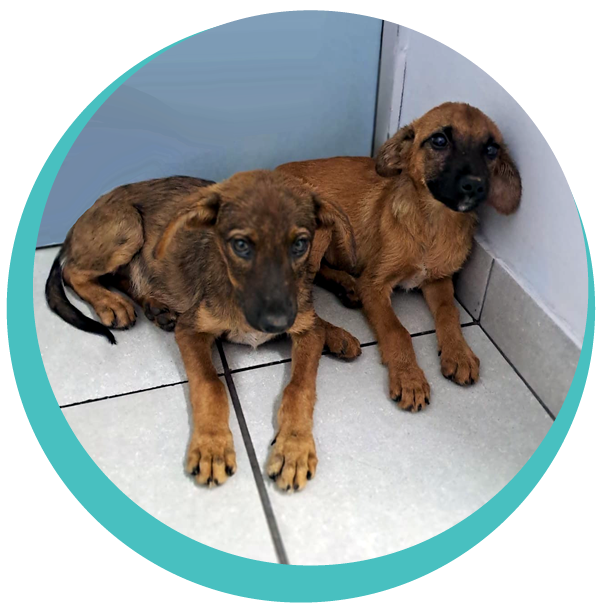rescued puppies