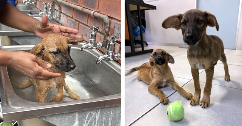 rescued puppies