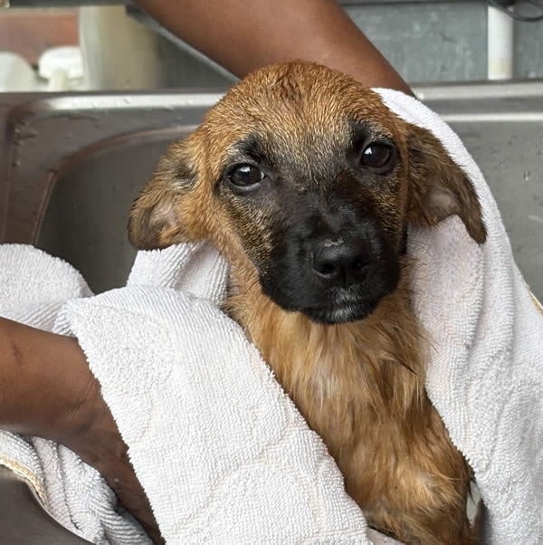 Rescued pups - safe and warm
