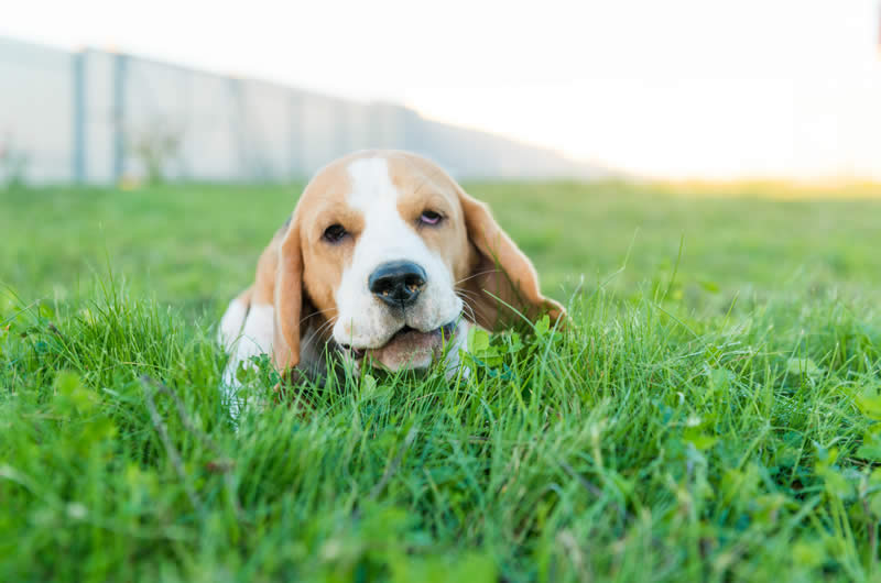 puppy eating grass