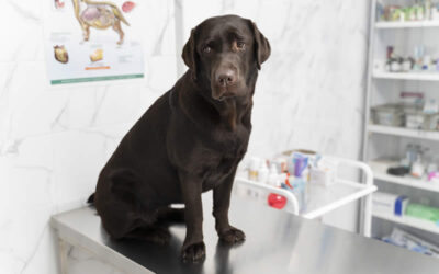 Why is my dog vomiting? Dr Gilson explains when to worry and when to see a vet