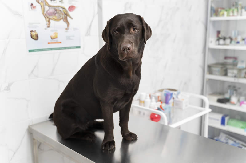 sick dog