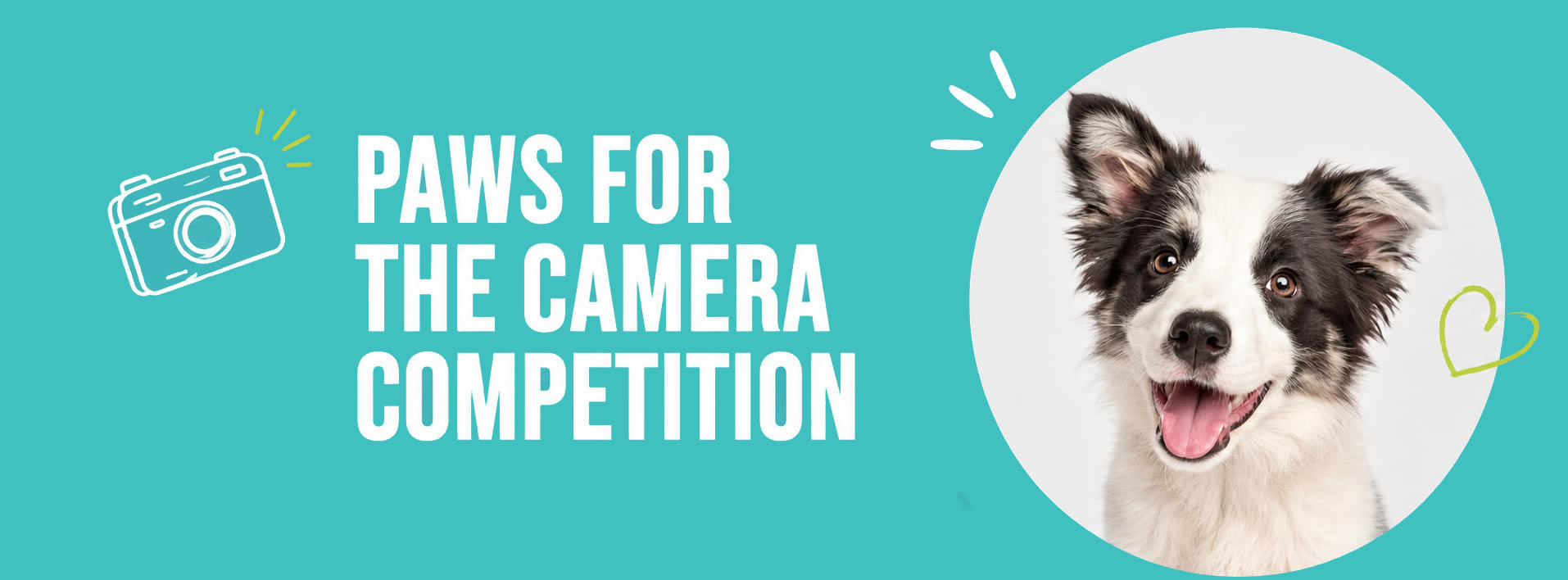 Paws-Home Paws for the Camera Competition