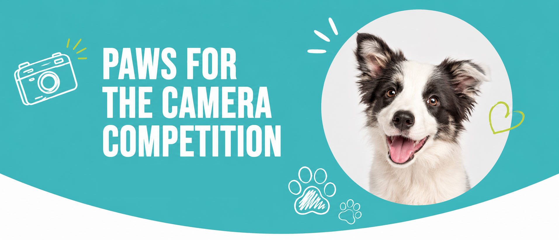 Paws for the Camera competition