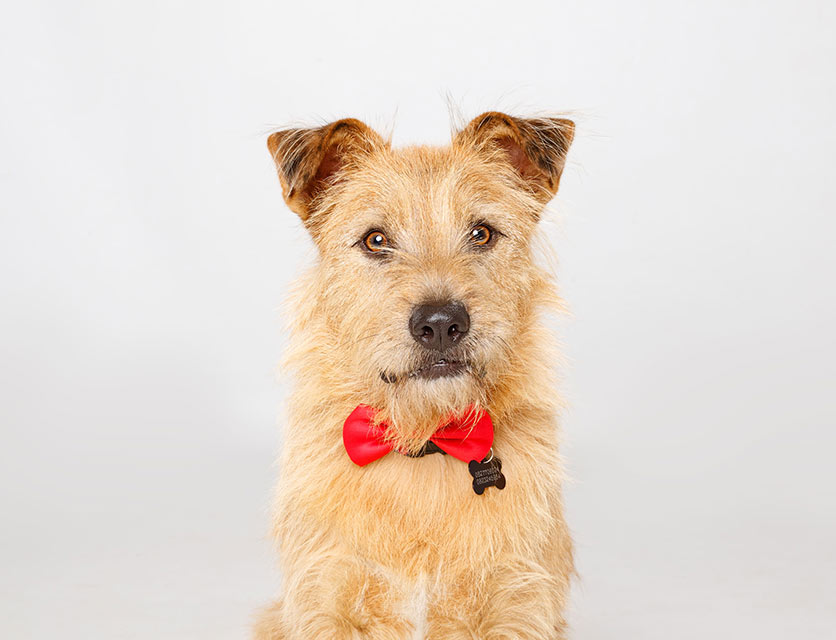 Rolo