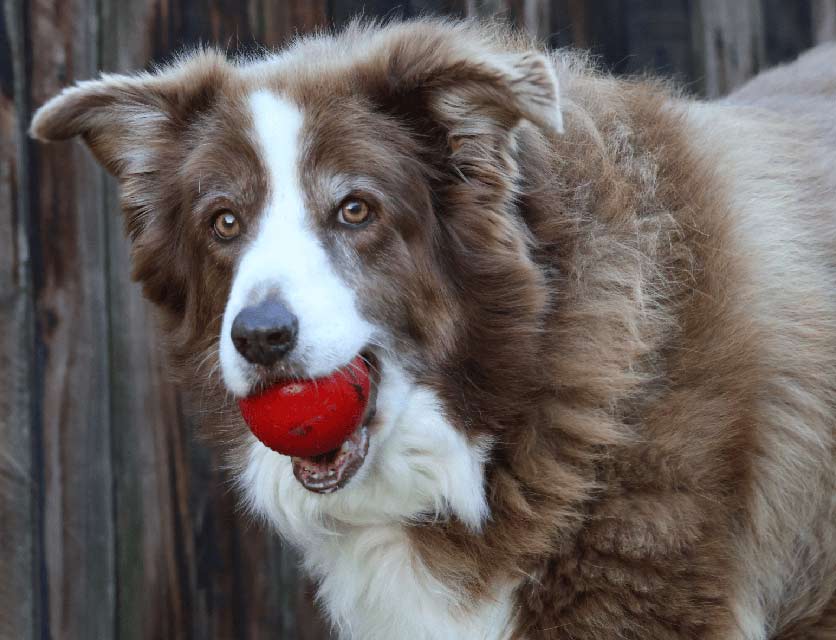 Bella