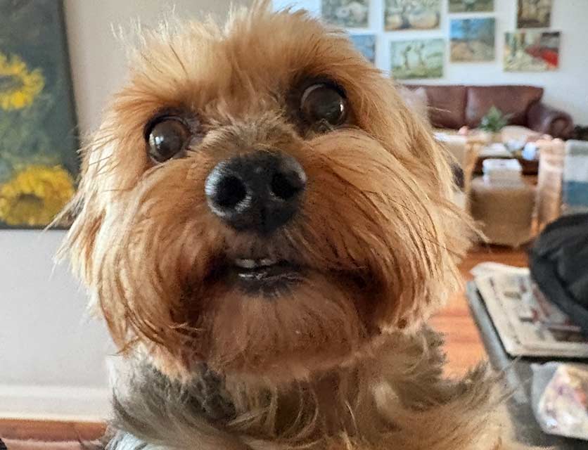 Bella