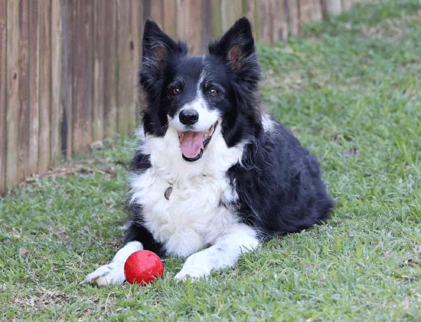 Buddy