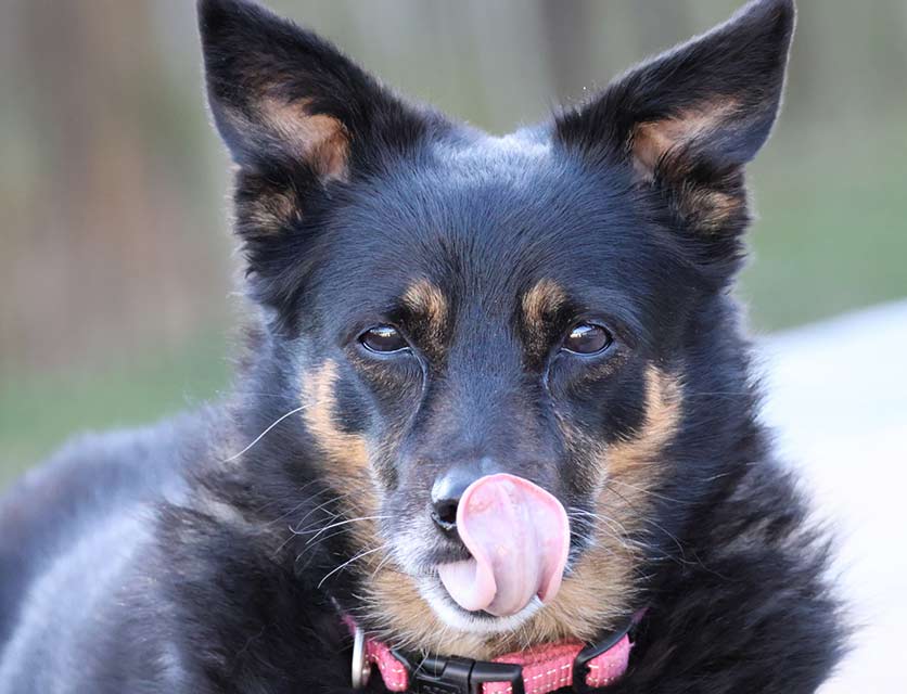 Holly