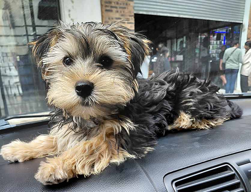 Milo
