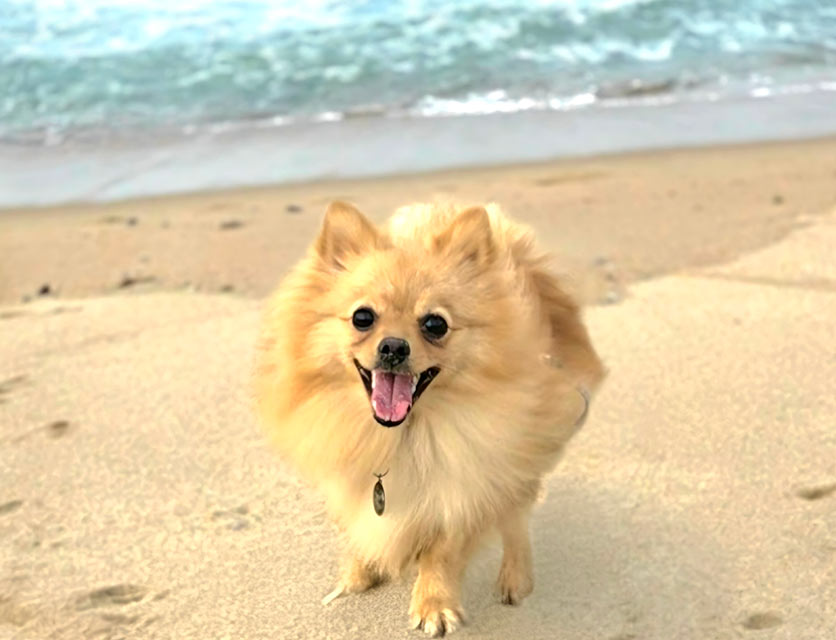 Mochi