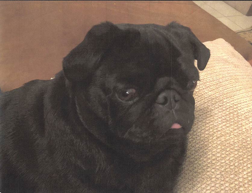 Phoebe