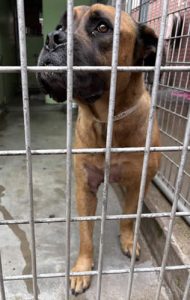 Dog after surgery to remove tumour