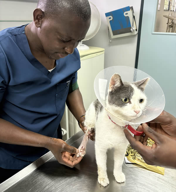 injured-cat cat-with-injured-leg
