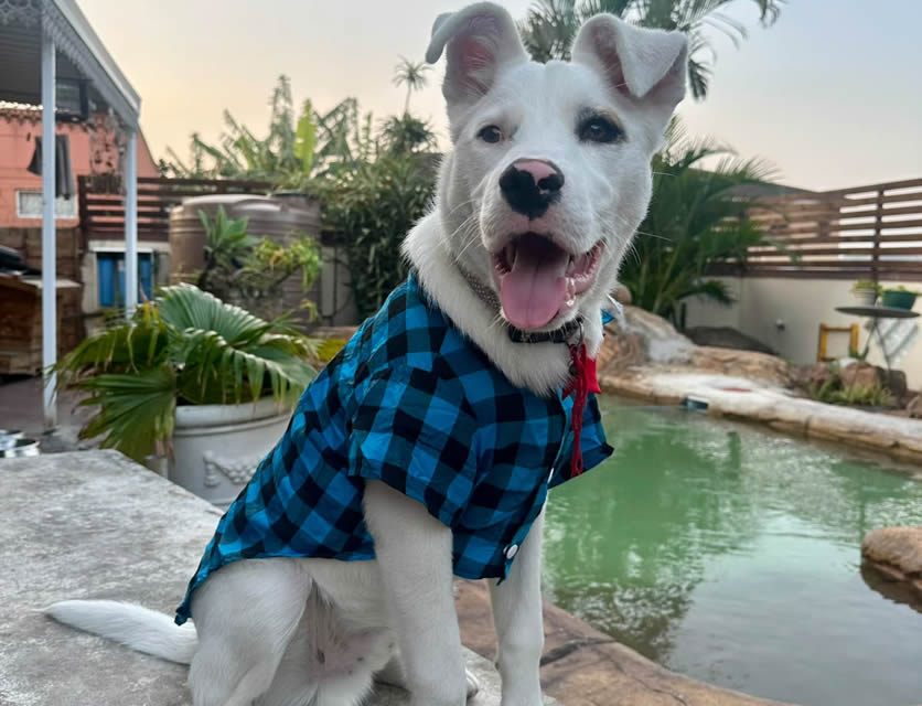 Koda