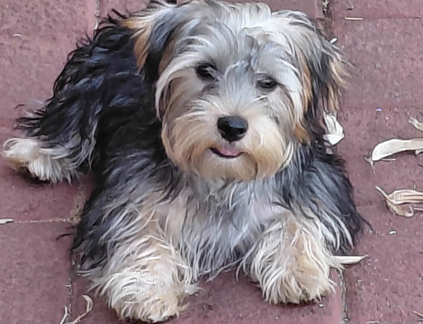 Milo