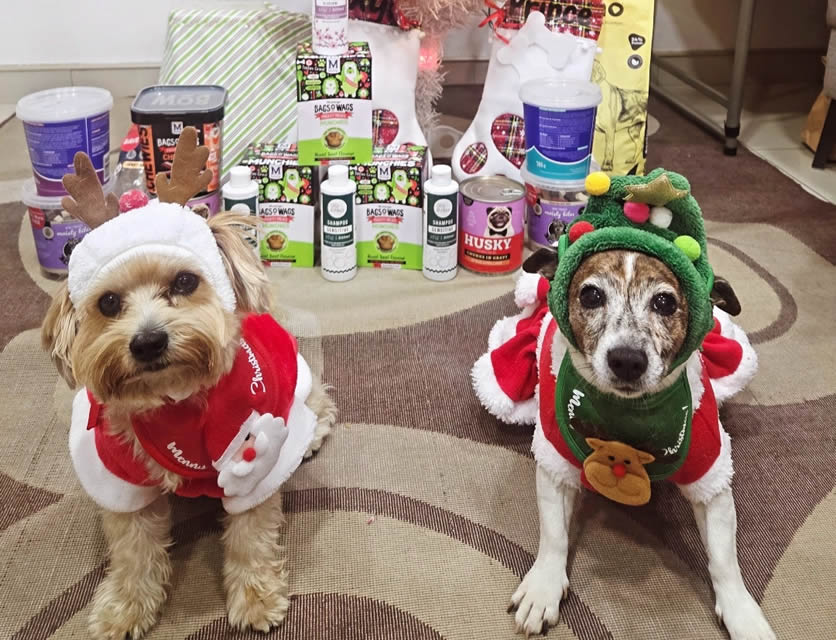 Christmas dogs