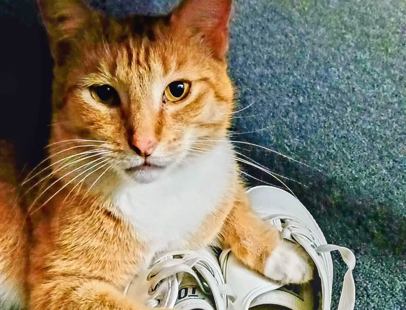 Tigger