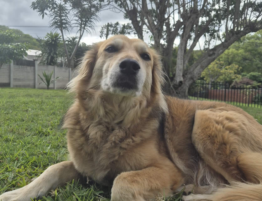 Sadie