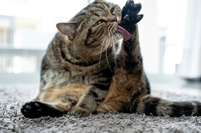 Cat grooming