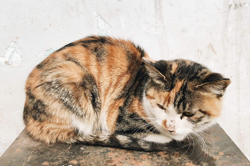 cat showing signs of pain