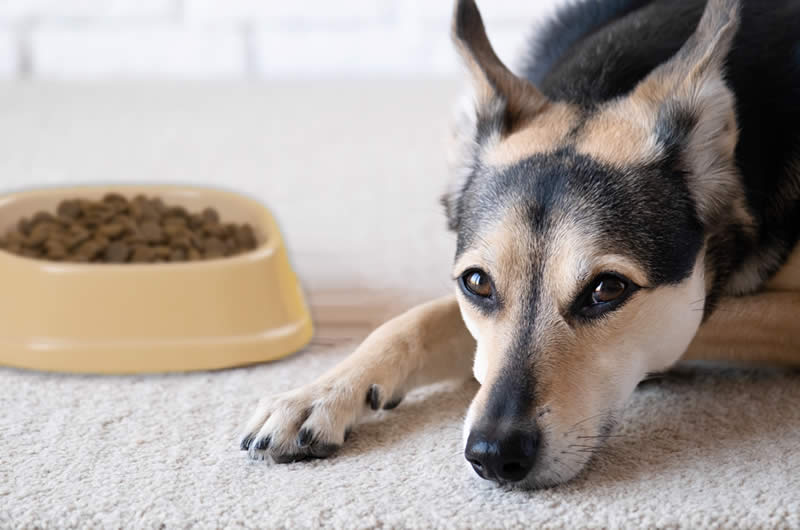Dog not interested in food bowl