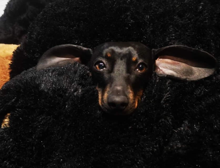 Mutton